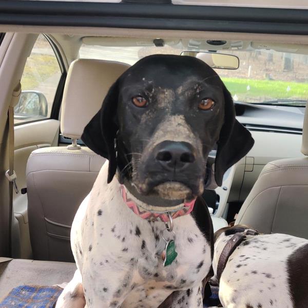 /images/uploads/southeast german shorthaired pointer rescue/segspcalendarcontest2021/entries/21976thumb.jpg